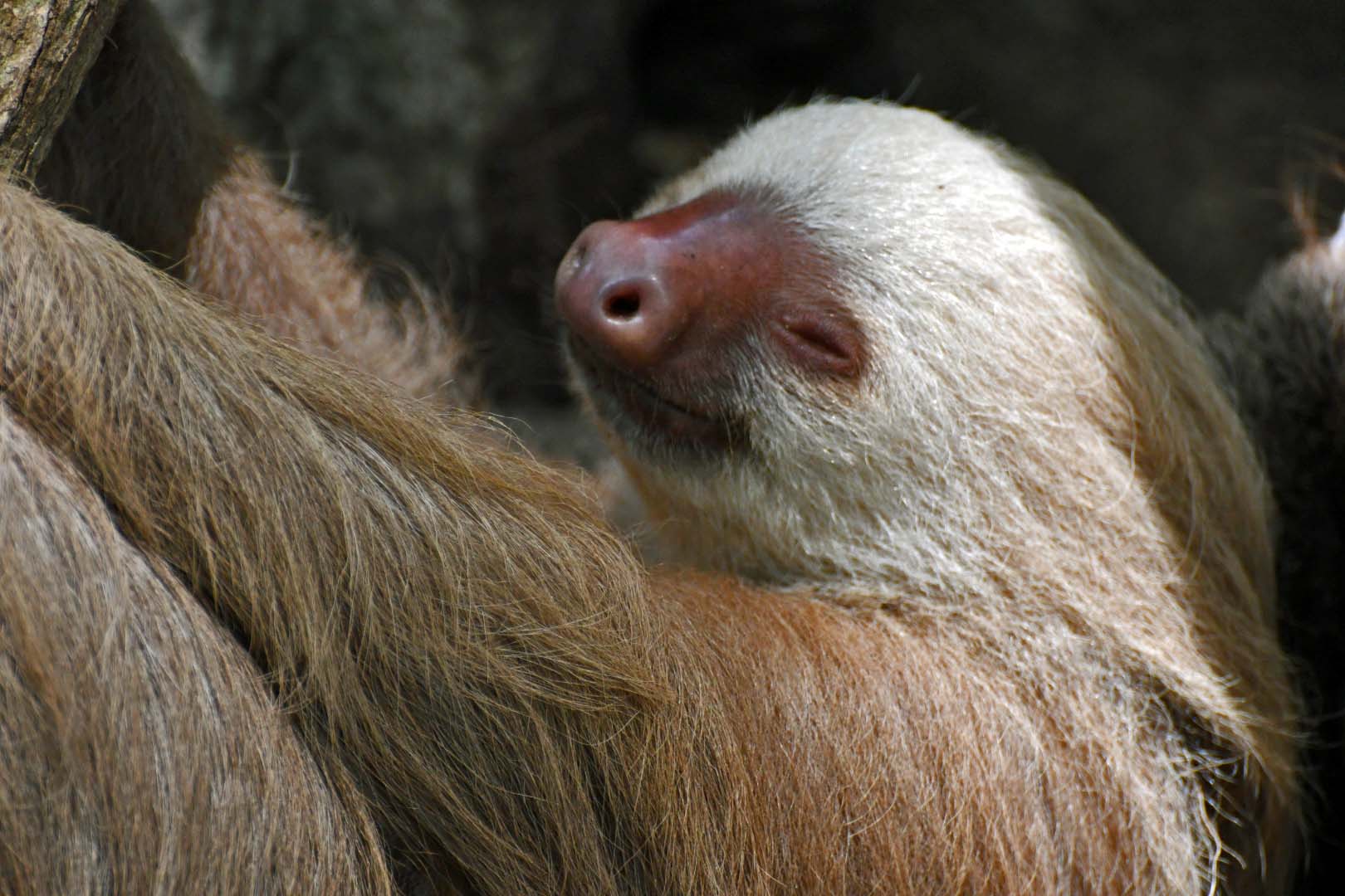 Collected Animal Photography: Domestic or Captive