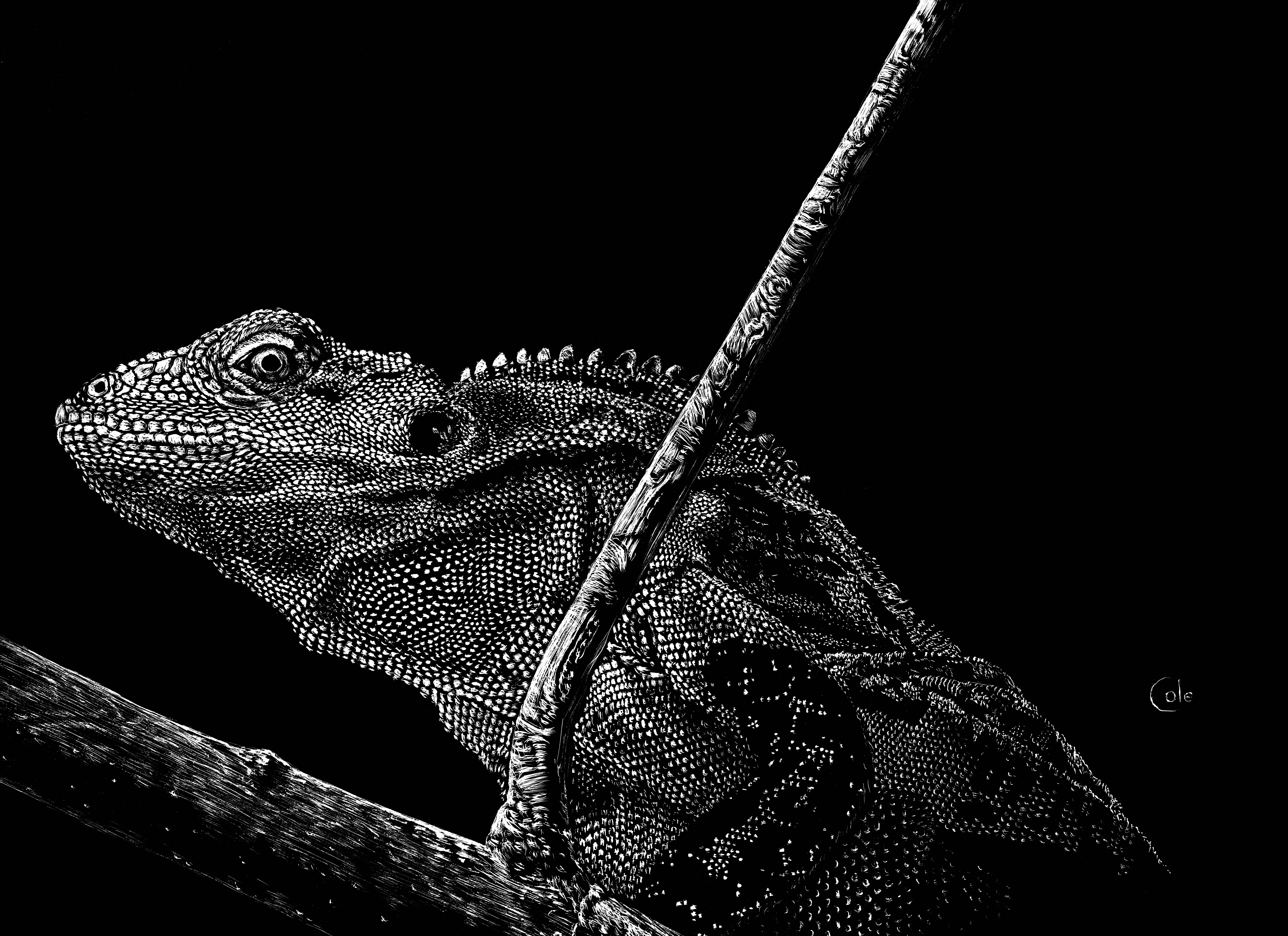 Scratchboard Etching